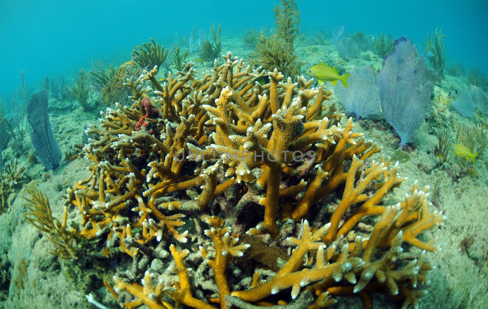 An underwater seascape of staghorn coral, sea fans and fish