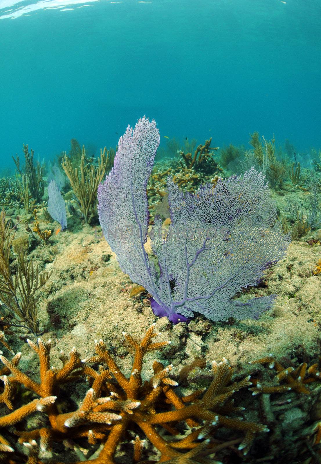 soft coral and staghorn coral in scenic underwater seascape