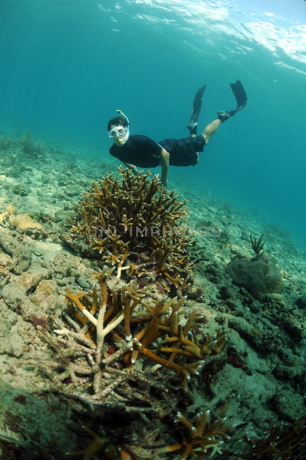 young man snorkeling on coral reef with staghorn coral in ocean