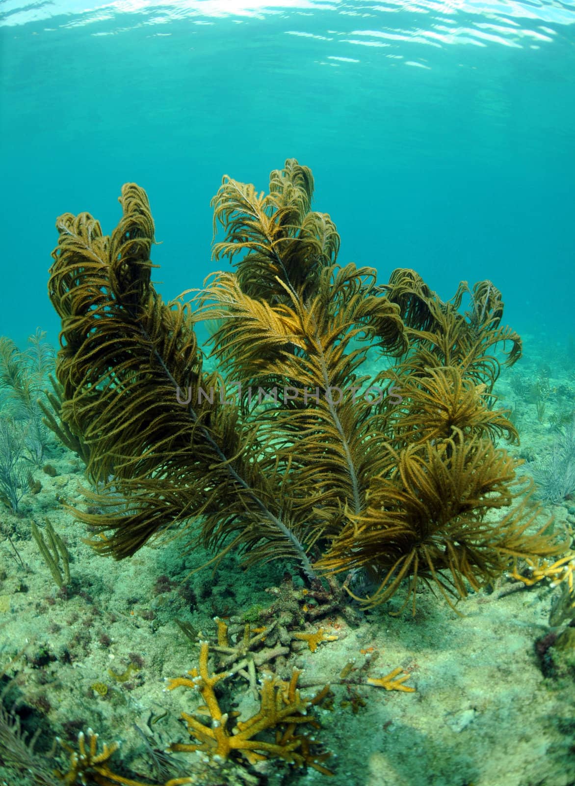 Coral reef with gorgonians and sea fans in beautiful scenic underwater seascape