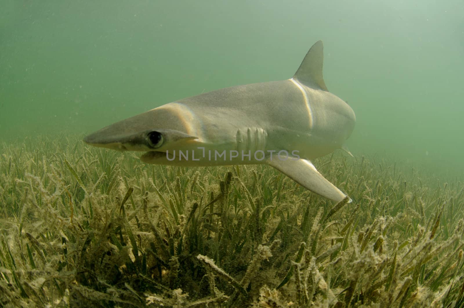 Bonnethead shark swimming in ocean in natural habitat