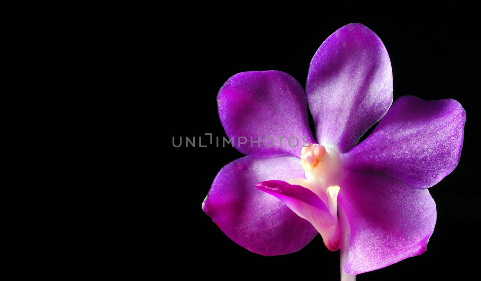 
Beautiful purple orchid flower on black background