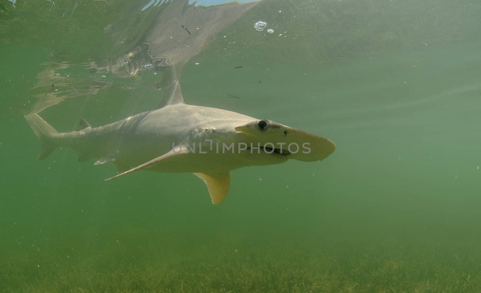 Bonnethead shark swimming in ocean in natural habitat