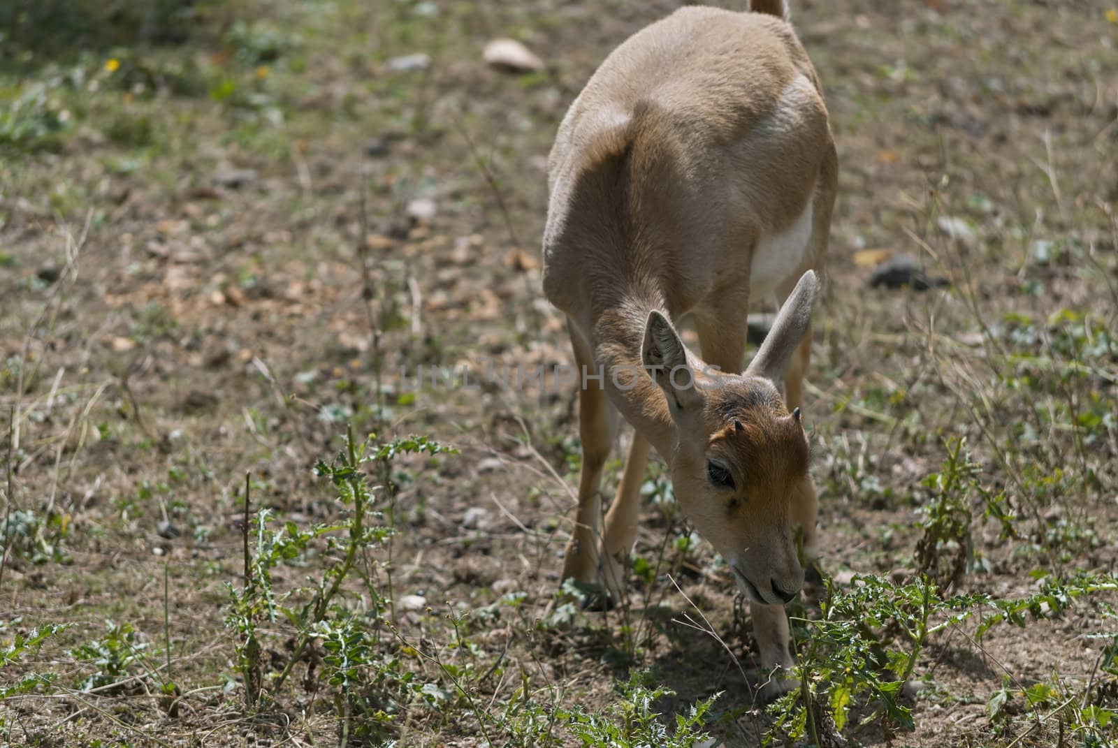 Little blackbuck, (Antilope cervicapra), antelope species native to the Indian Subcontinent