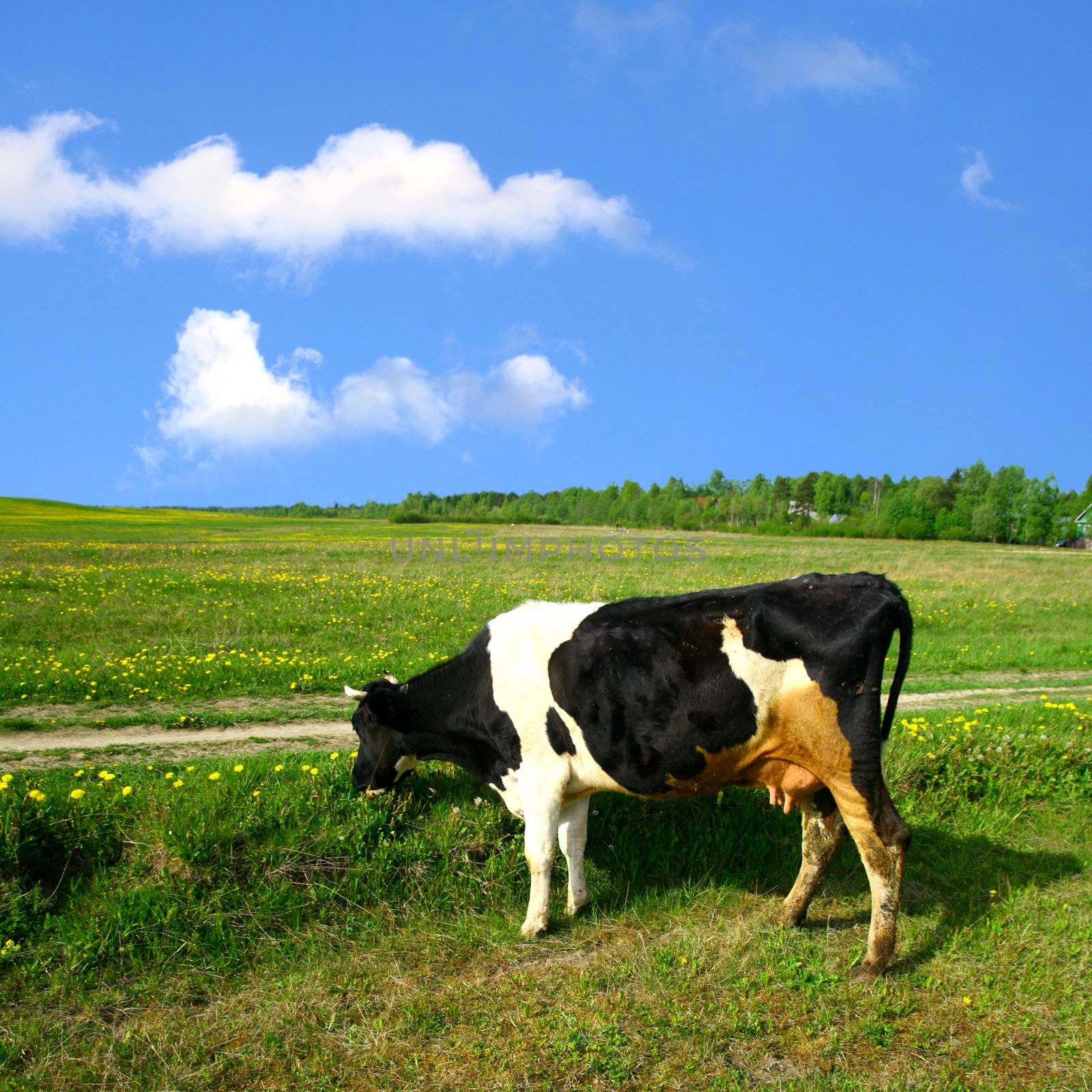 cow on green dandelion field under blue sky