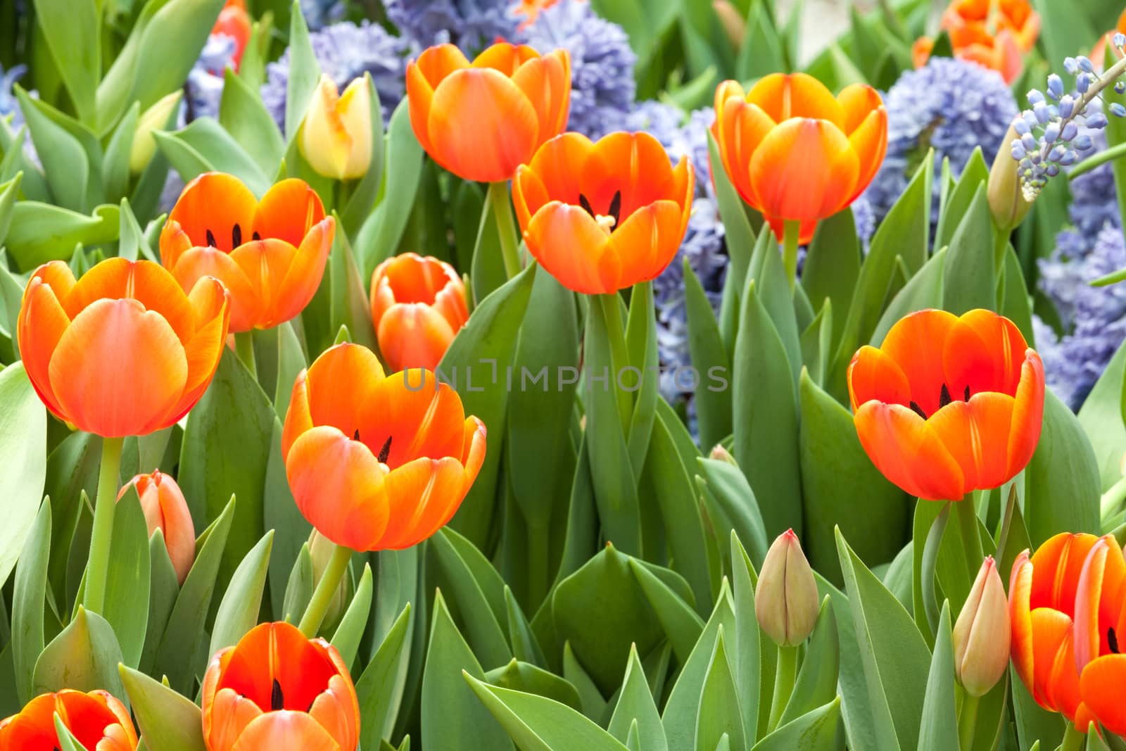 beautiful spring flowers in garden, Thailand.