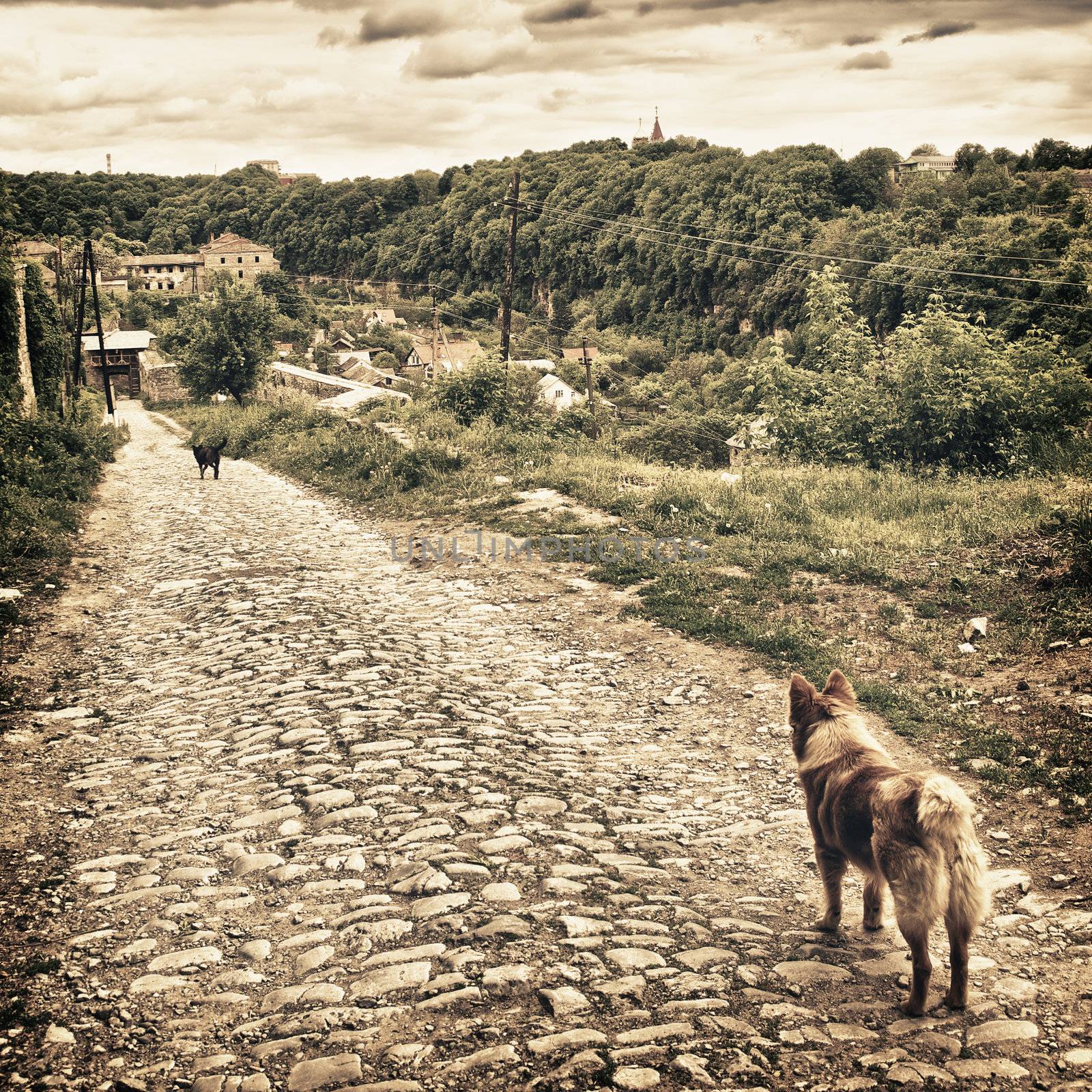 Two Dogs by petr_malyshev