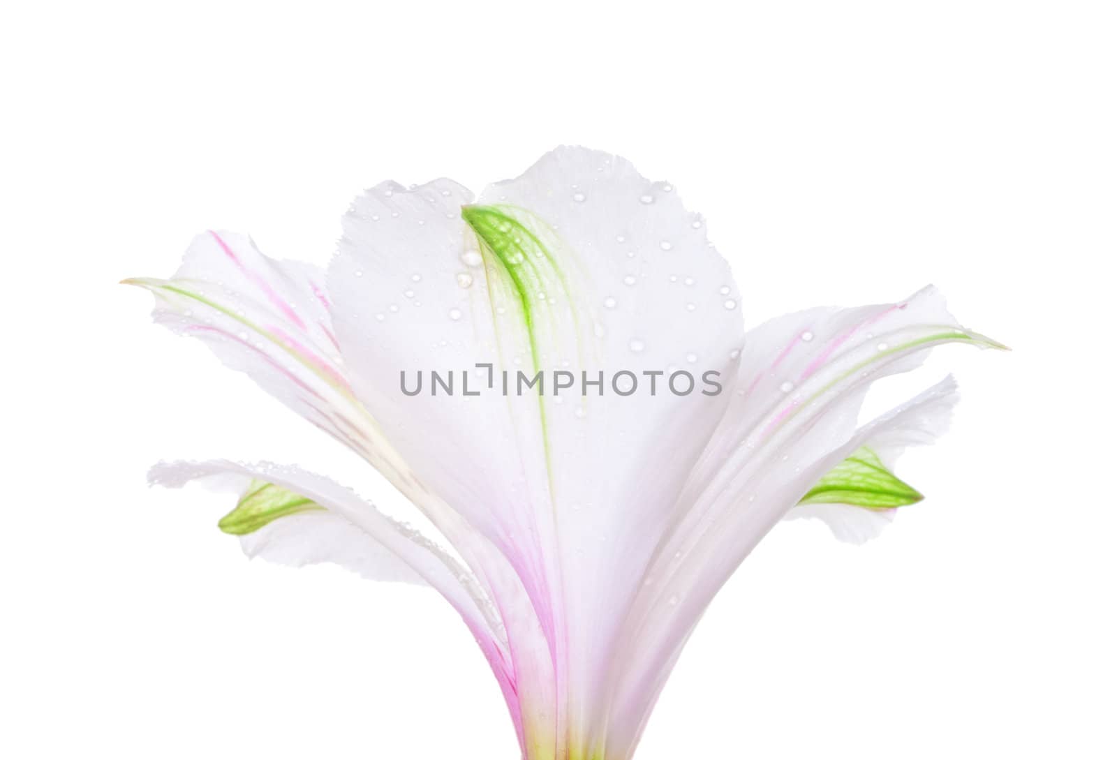 single white lily isolated on white background
