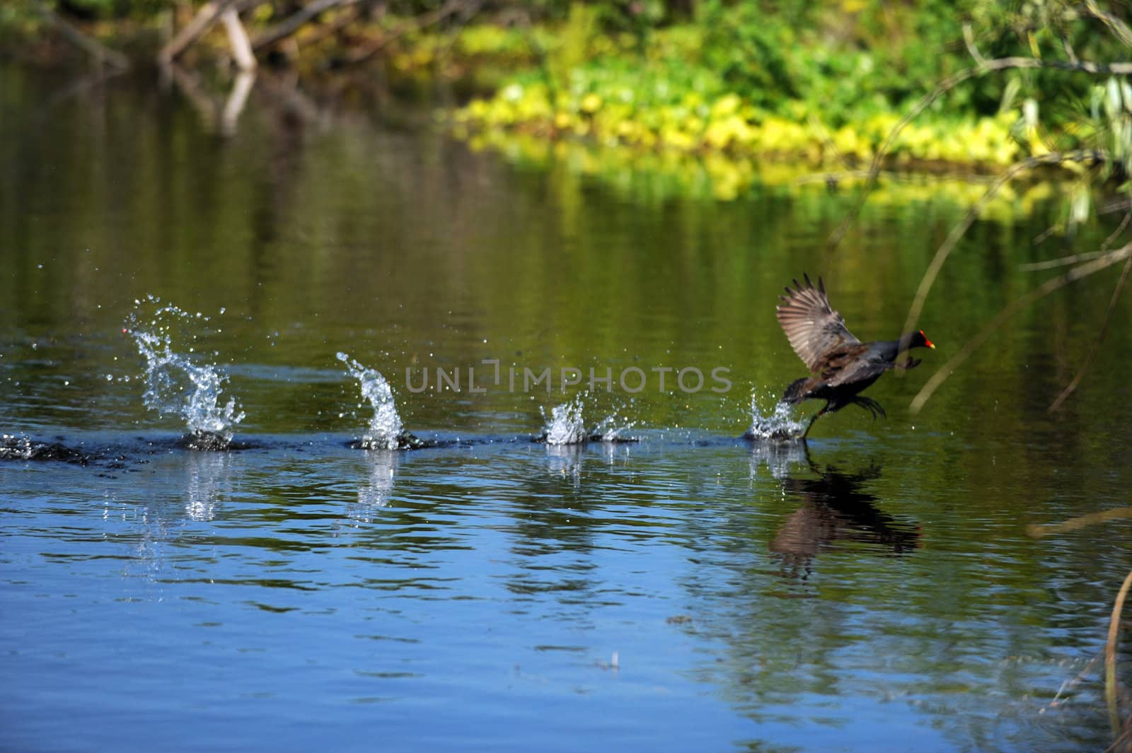 American Purple Gallinule bird landing in water in natural habitat