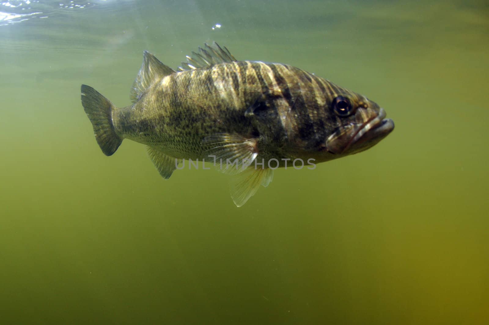 Largemouth bass fish underwater in ocean in natural habitat