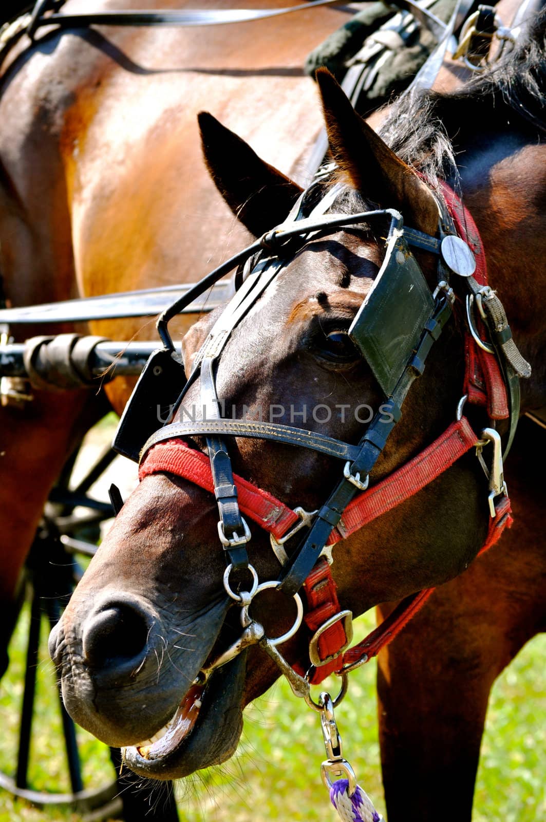 Horse on tether by RefocusPhoto