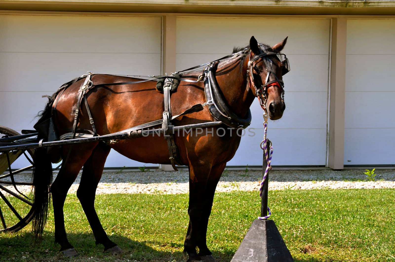 Horse on tether by RefocusPhoto