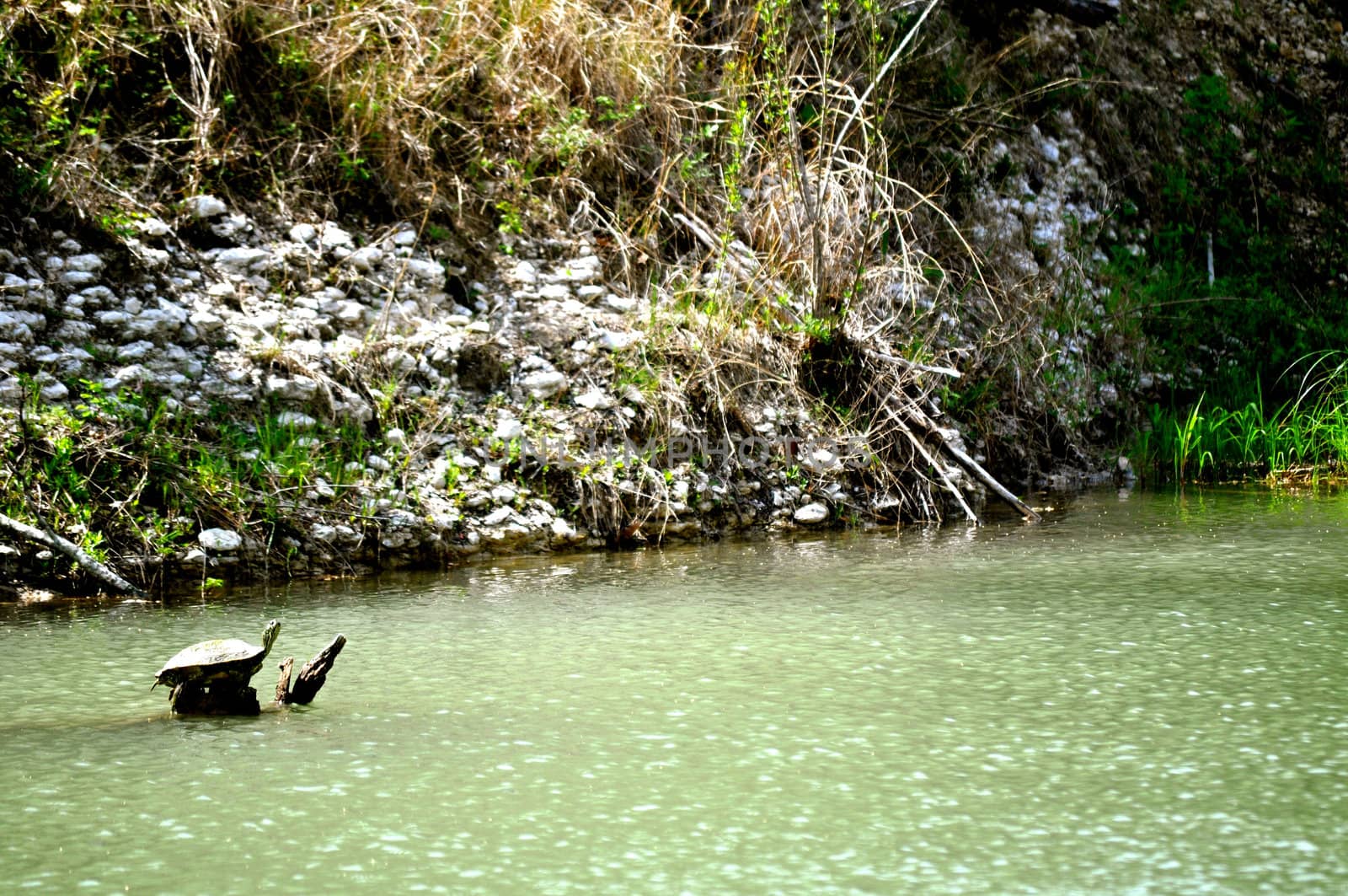 Turtle paddles above water