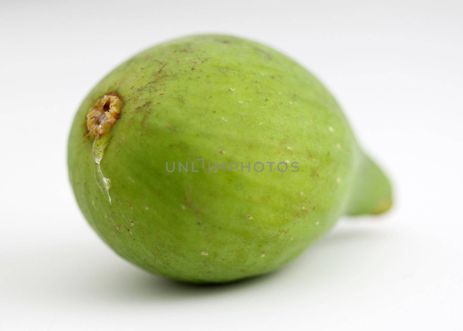 Close up of a green fig on white background.