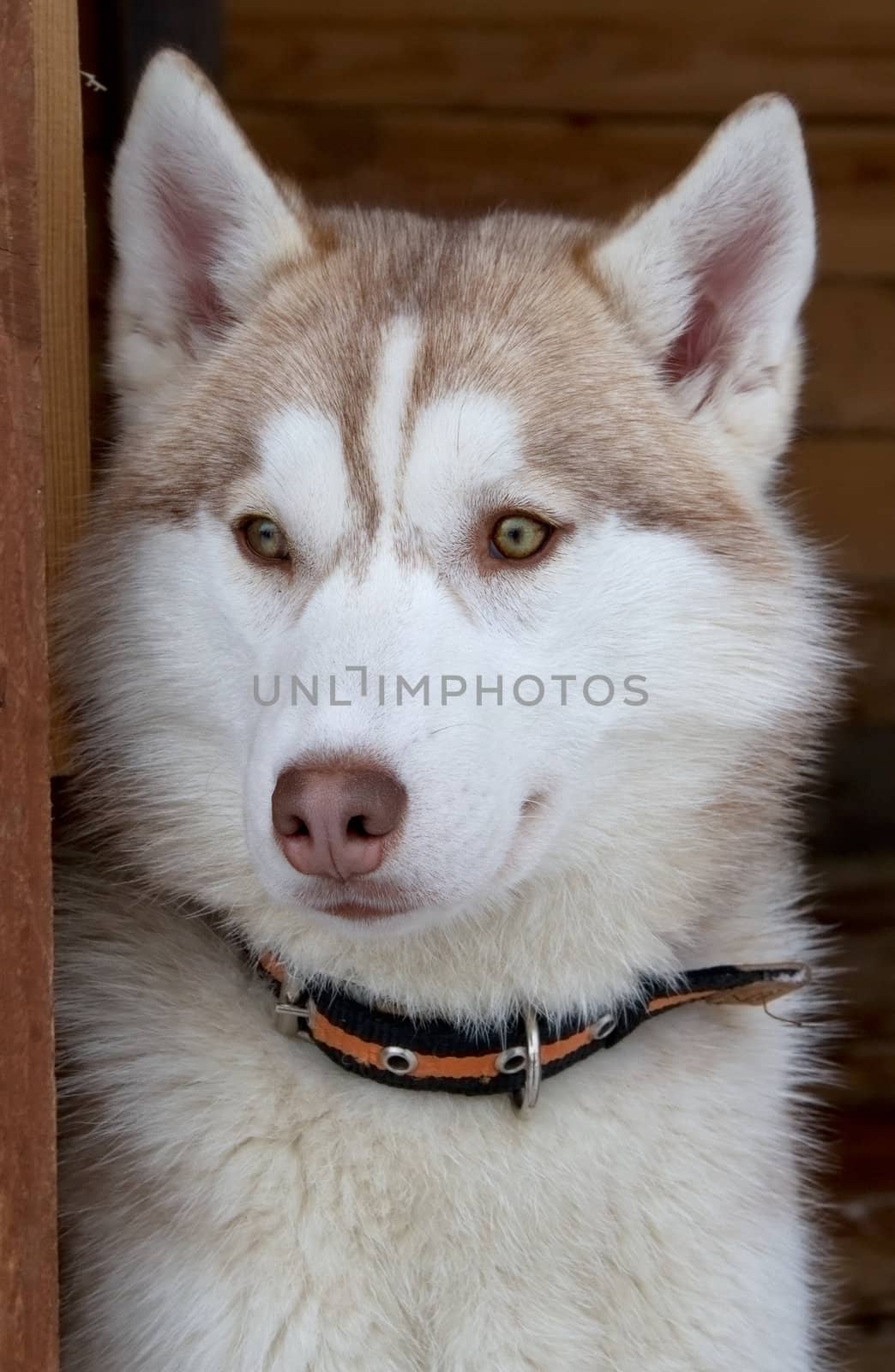 Siberian Husky dog breed (closeup muzzle)