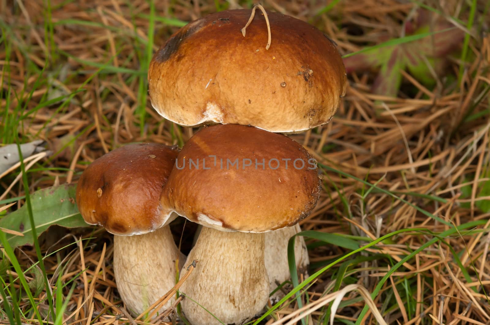 Three boletuses in the wood a close up.