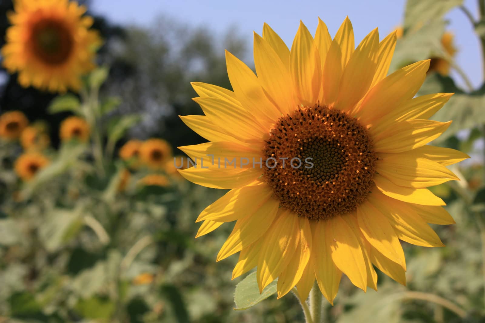 yellow big sunflower in a field by solovv