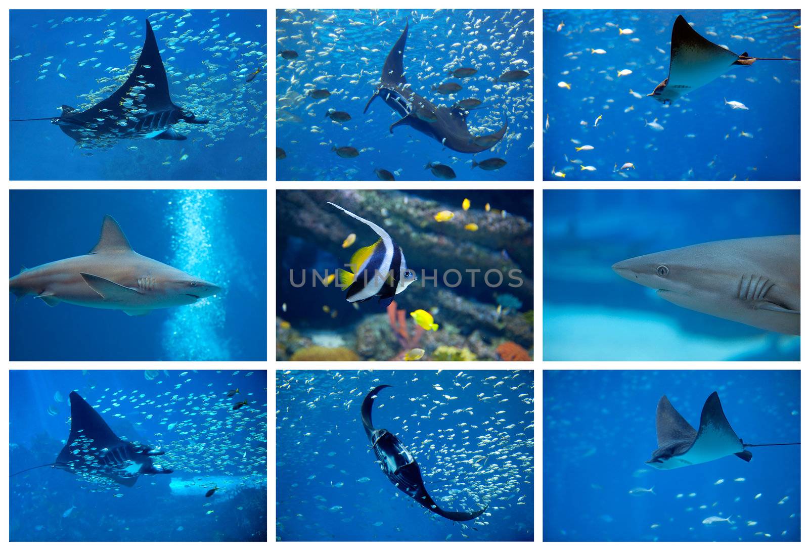 Collage of the colorful underwater life in Asia