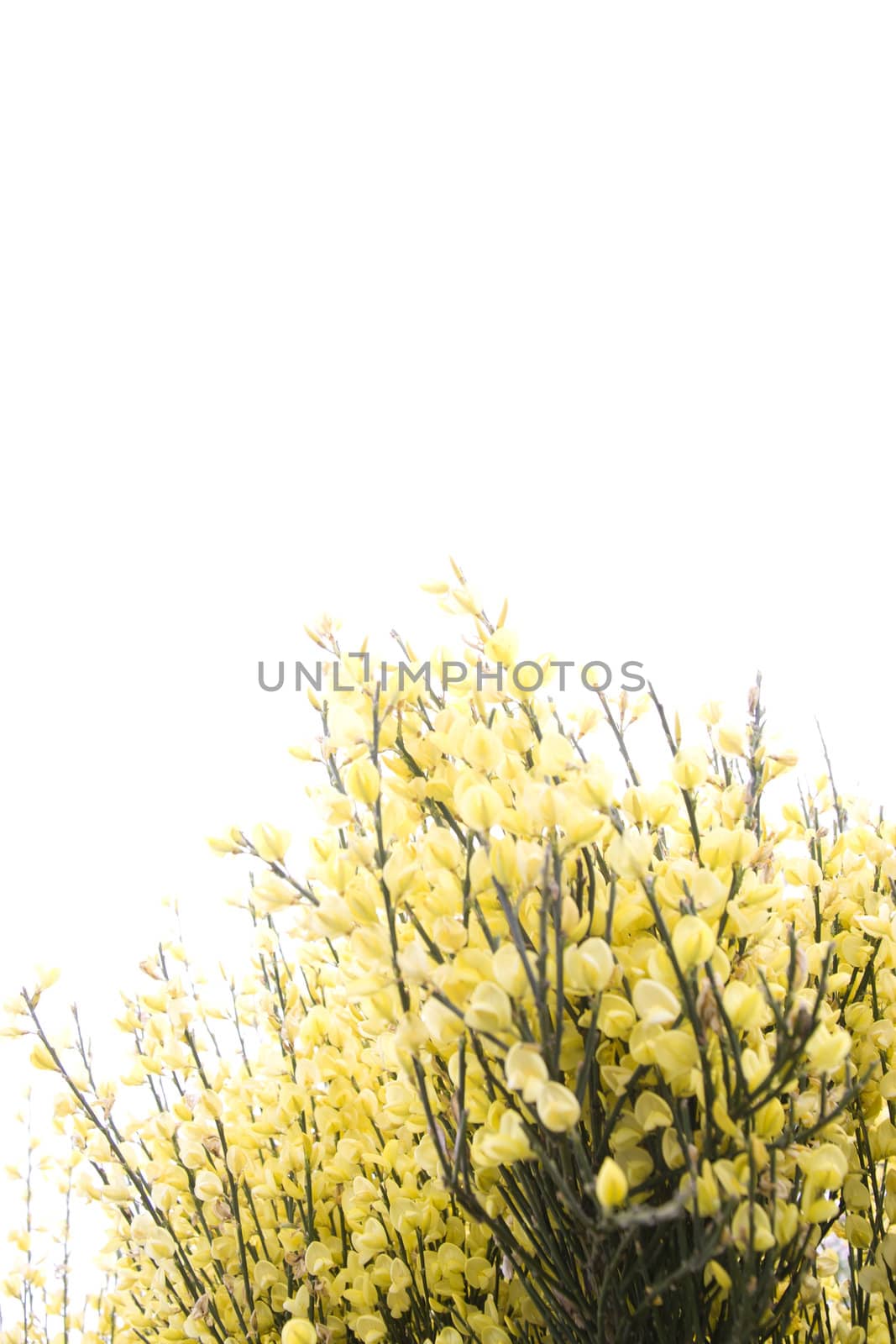 a common Irish yellow furze bush on a spring day