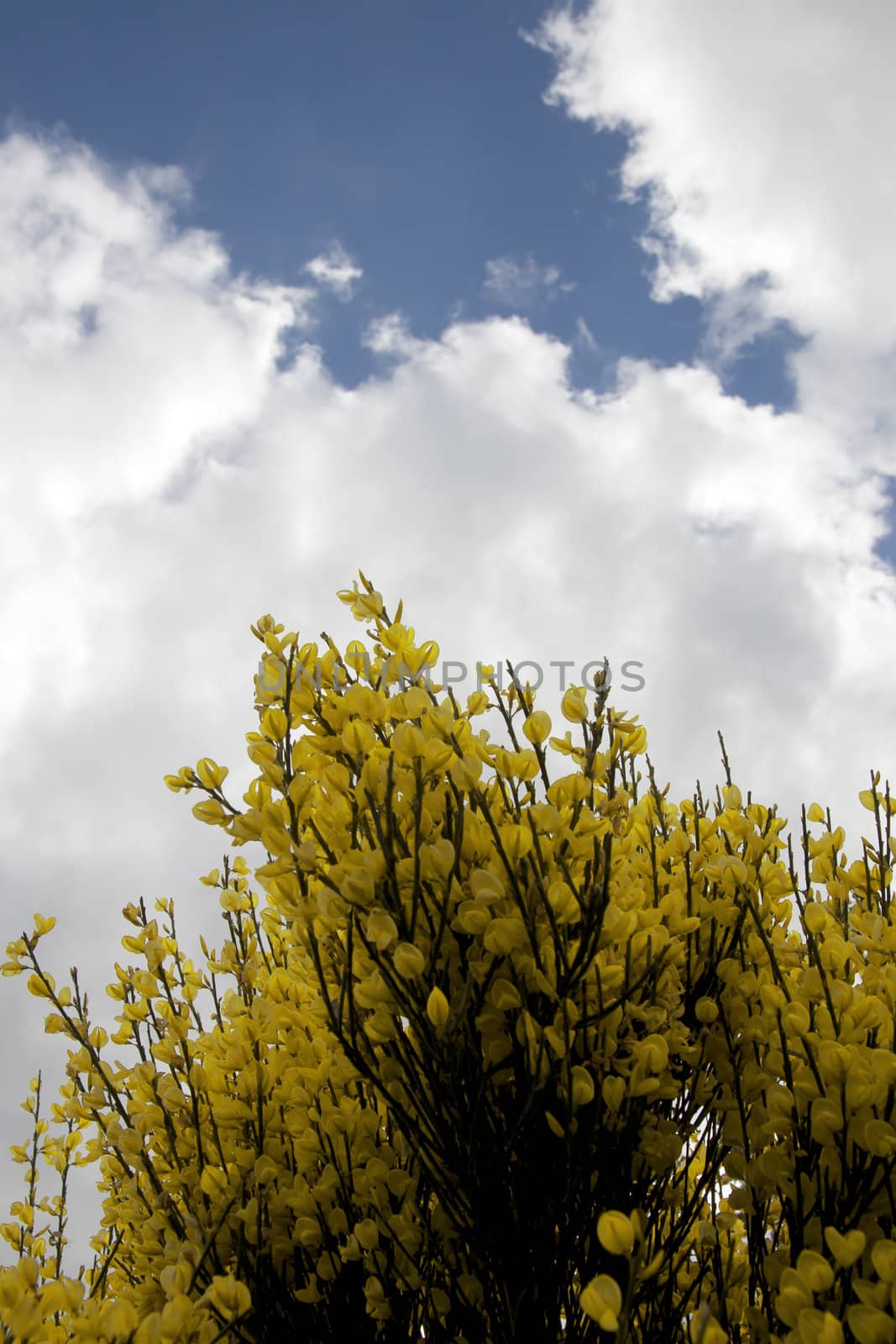 a common Irish yellow furze bush on a cloudy spring day