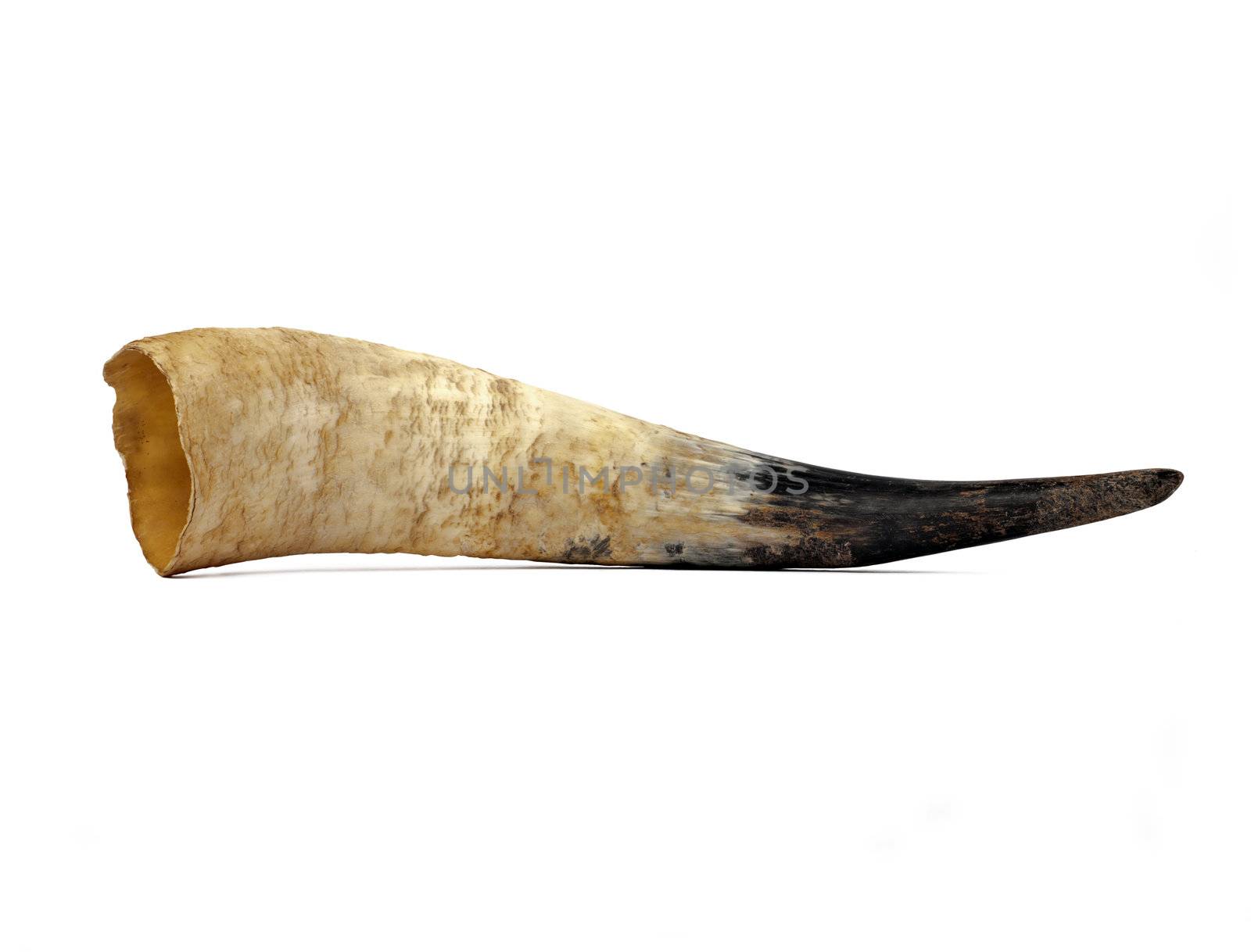 Cow horn by sewer12