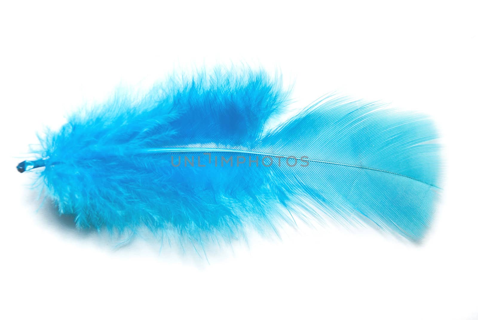 Blue fluffy feather on the white background.