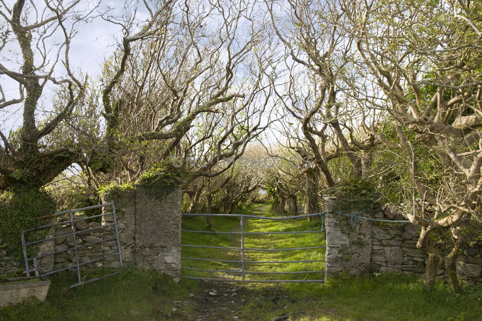 entrance to a tree lined grass path in the county Kerry Irish countryside