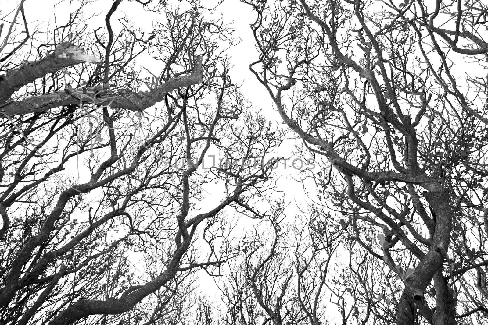grey creepy branches swaying in the county Kerry Irish countryside