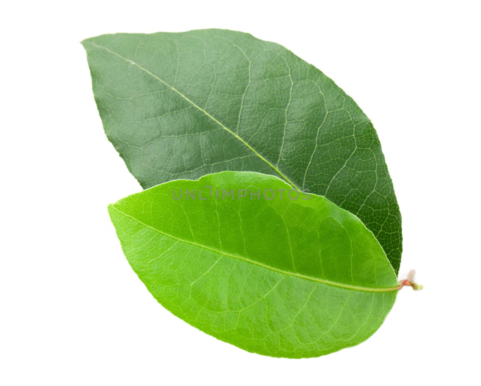 Laurel leaf isolated on white background