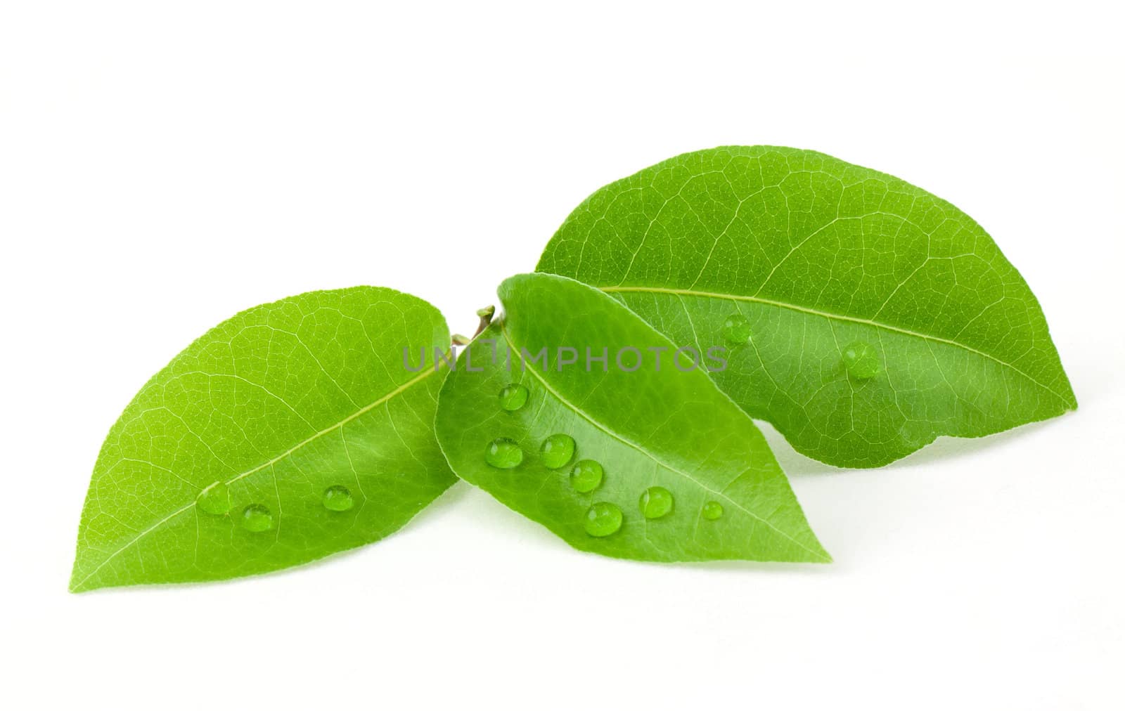 Laurel leaf isolated on white background