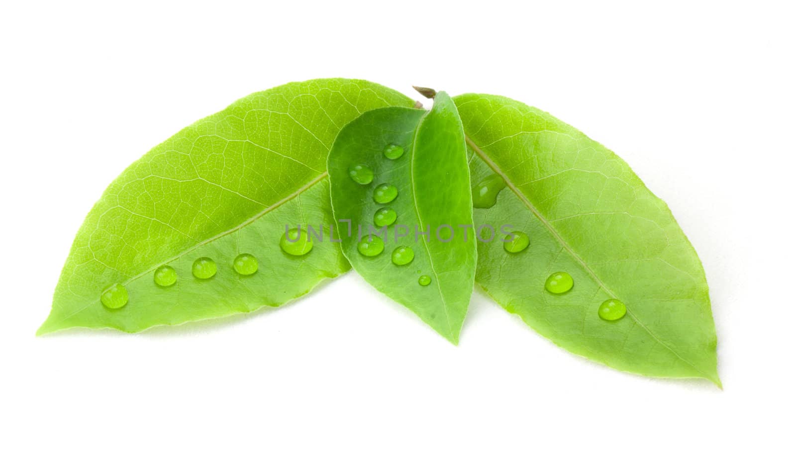 Laurel leaf isolated on white background