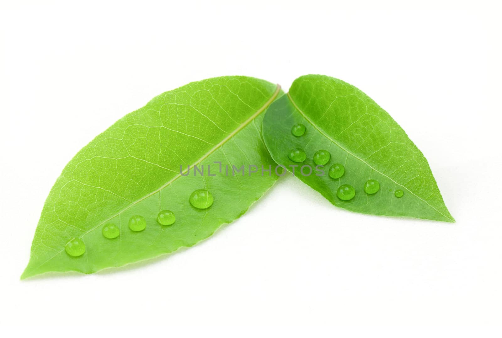 Laurel leaf isolated on white background