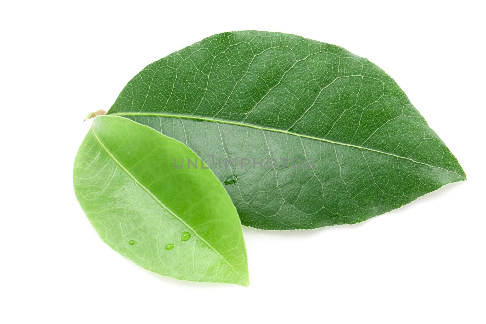 Laurel leaf isolated on white background