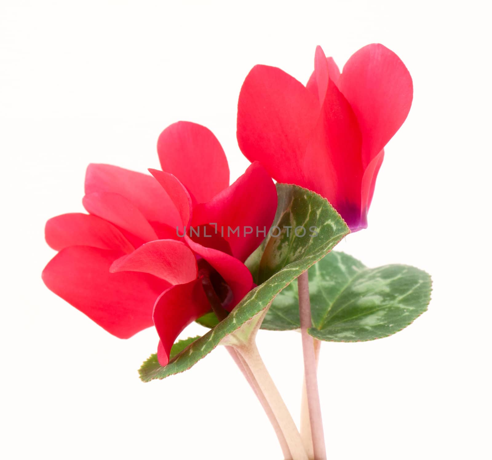 Cyclamen flower isolated on white background