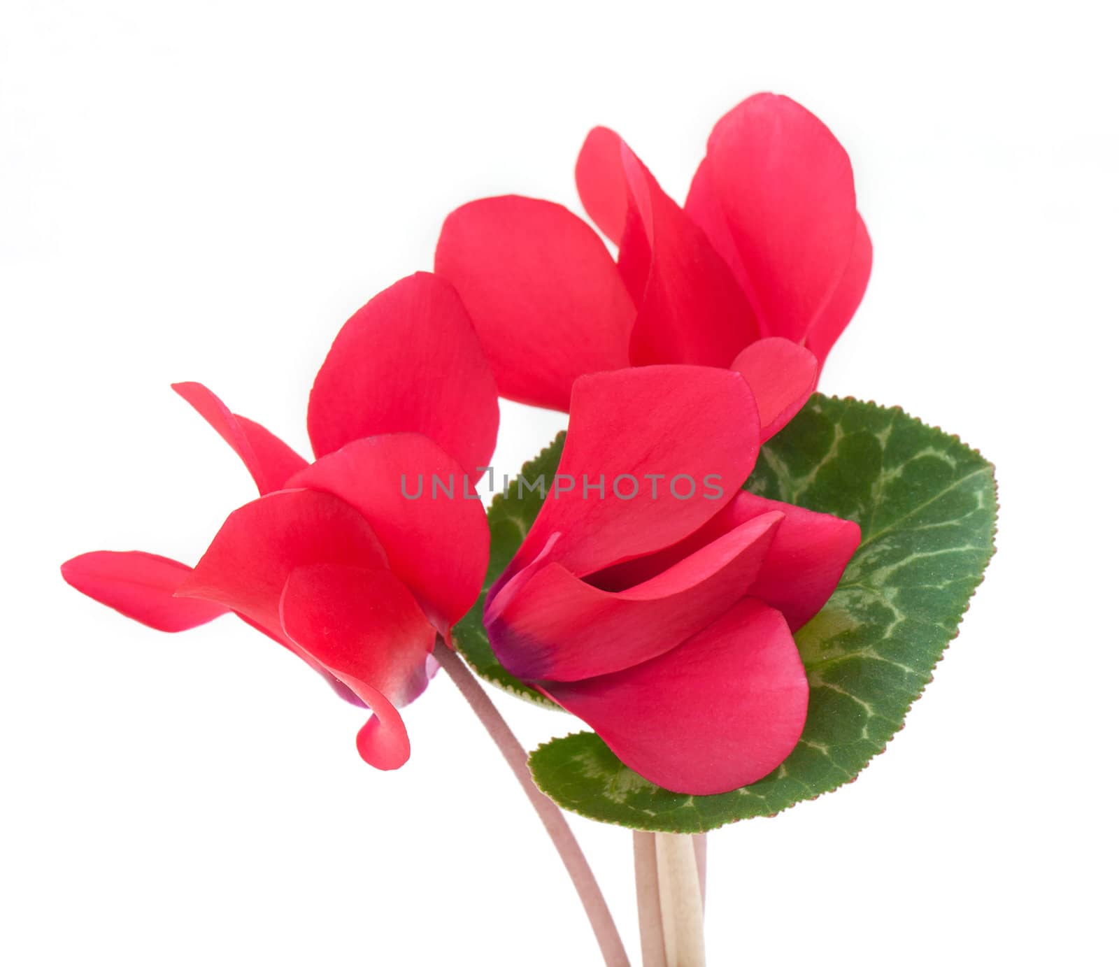 Cyclamen flower isolated on white background