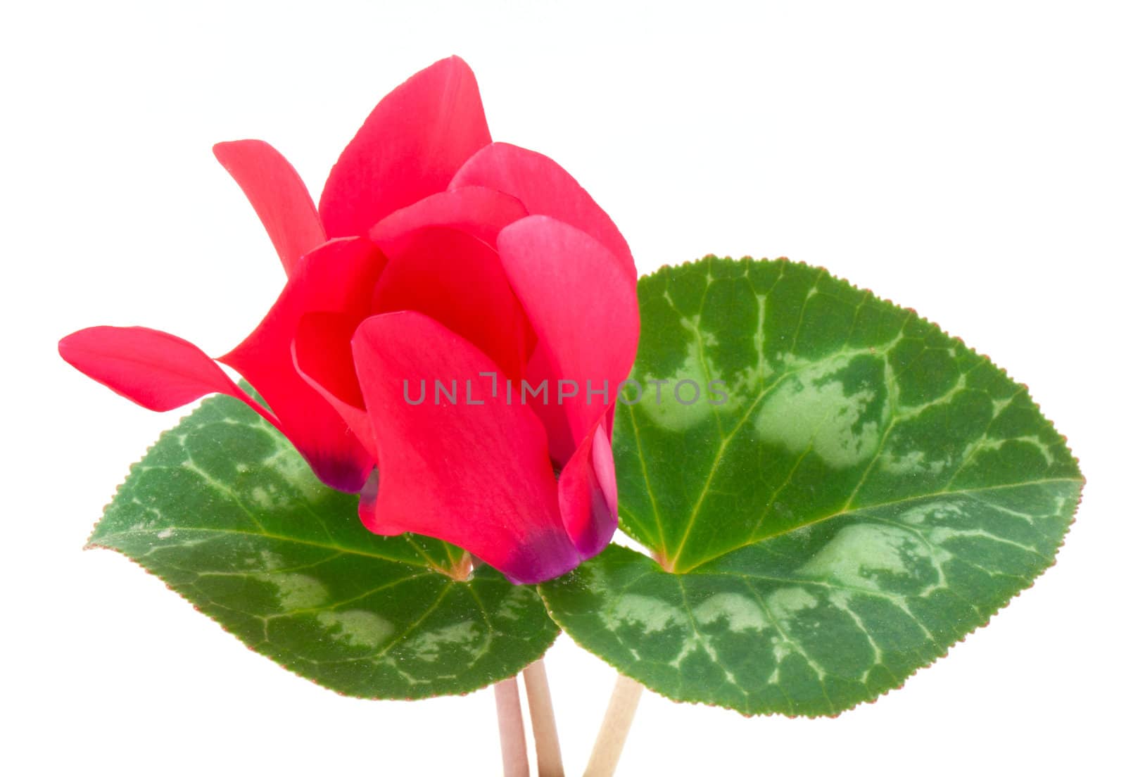 Cyclamen flower isolated on white background