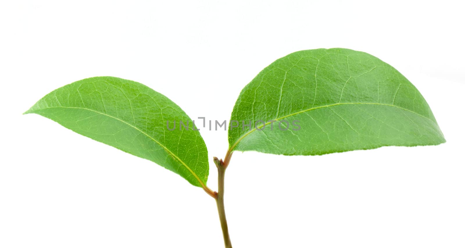 Laurel leaf isolated on white background