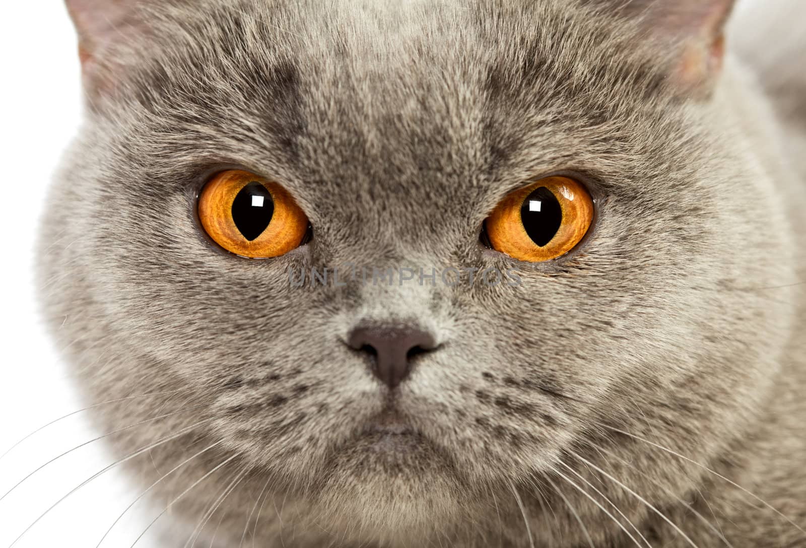British Shorthair Cat by petr_malyshev