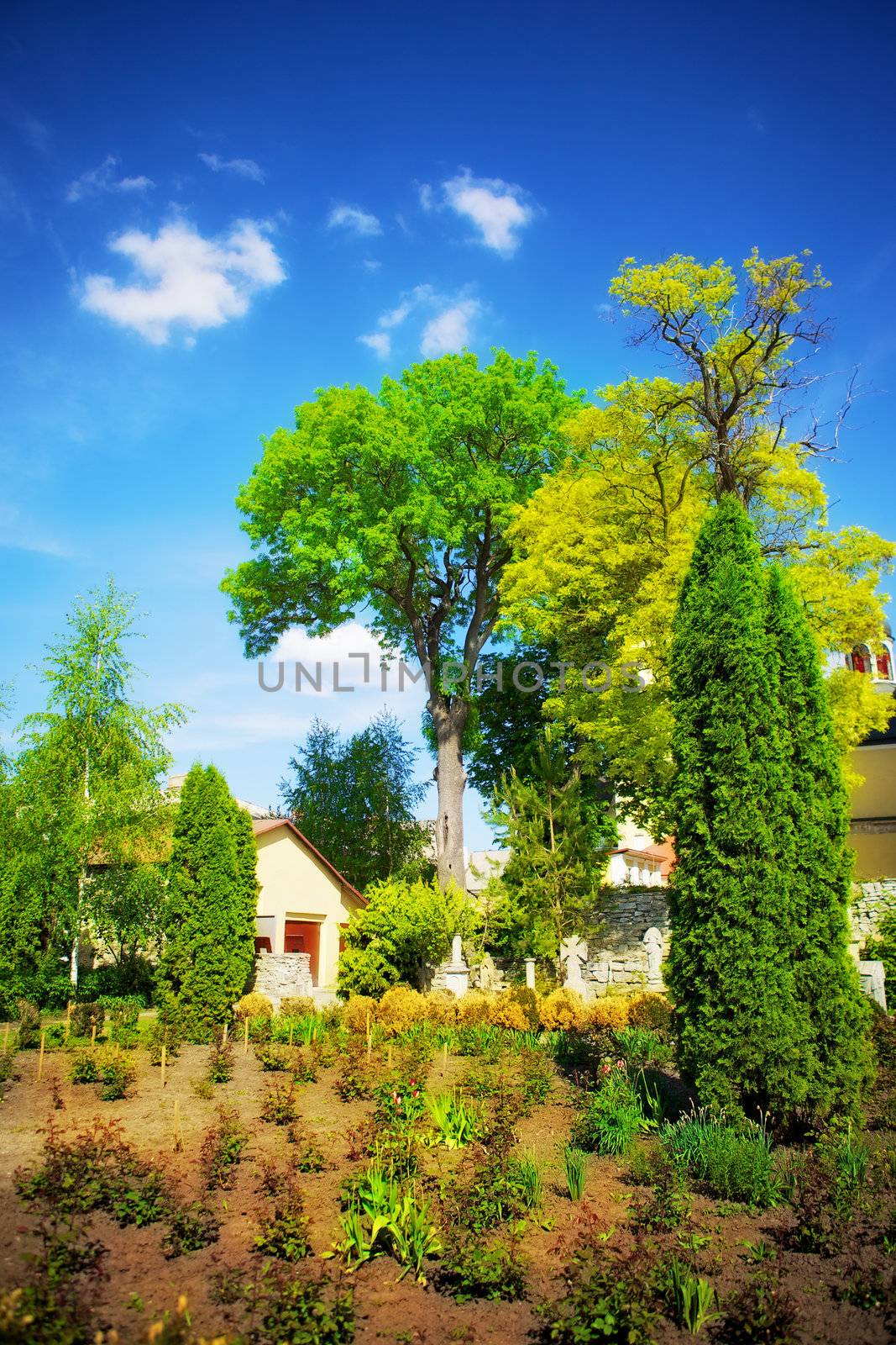 summer landscape with big tree at sunny day