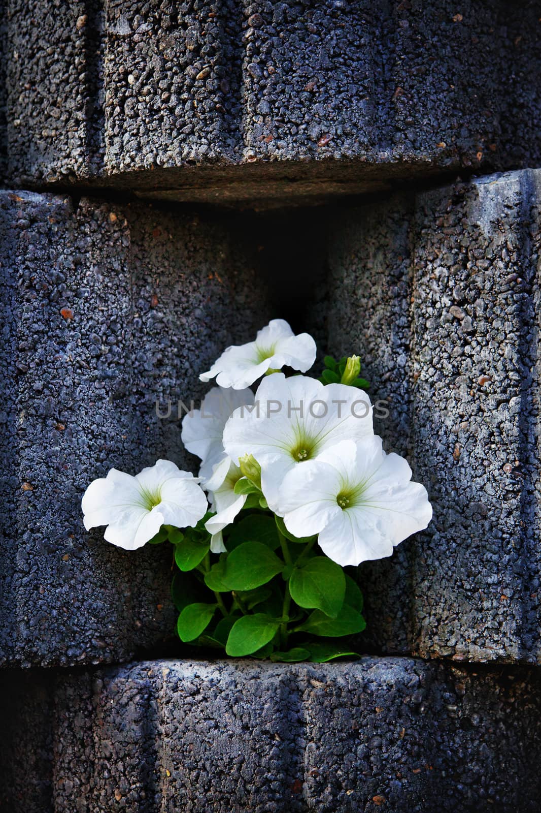 Stone Flowerbed Wall by petr_malyshev