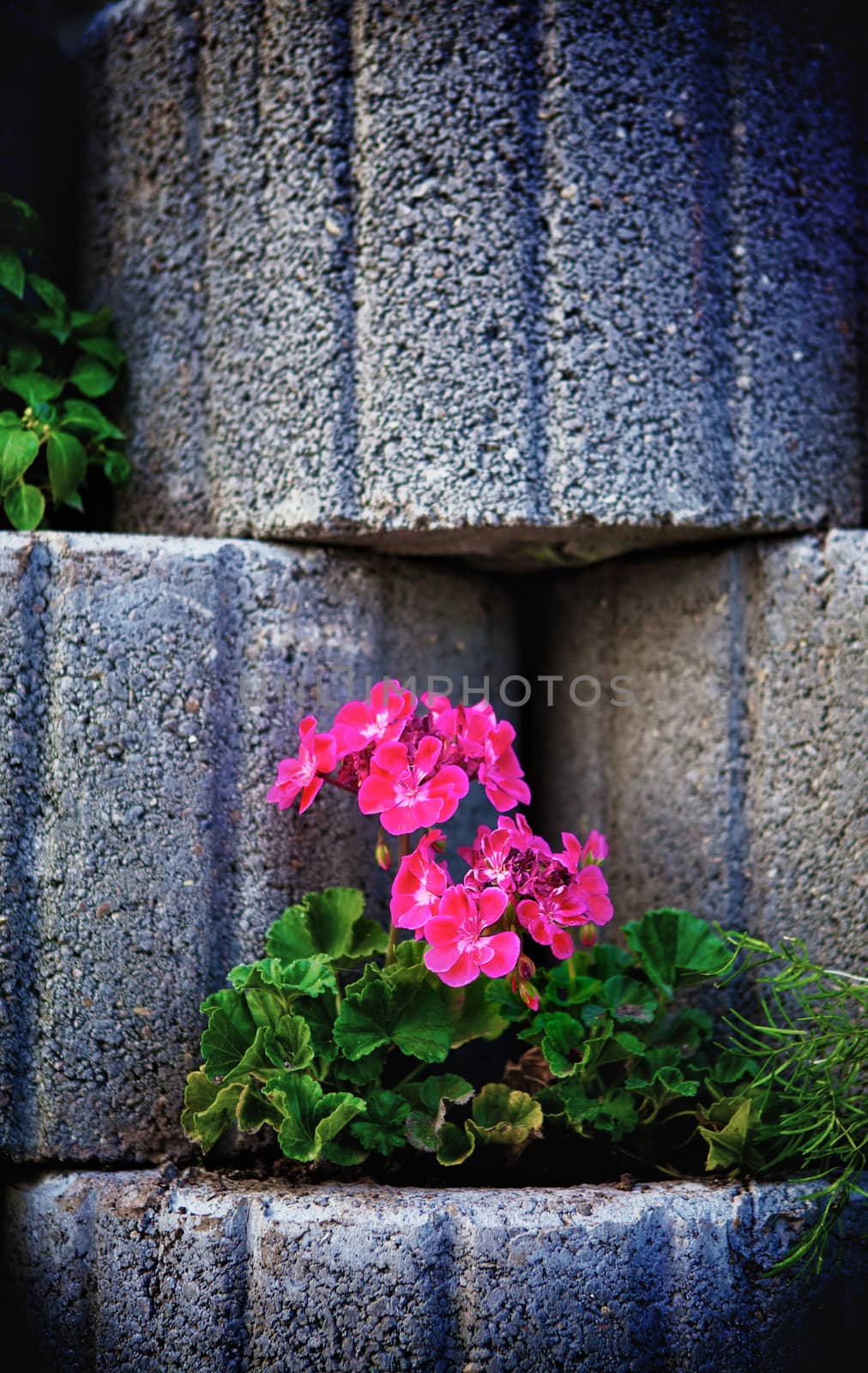 Stone Flowerbed Wall by petr_malyshev