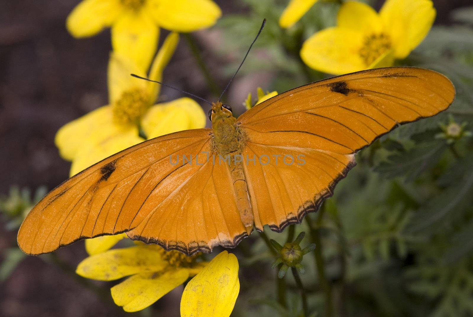 Bright Orange Julia Moth on Yellow Flowers by bill_perry