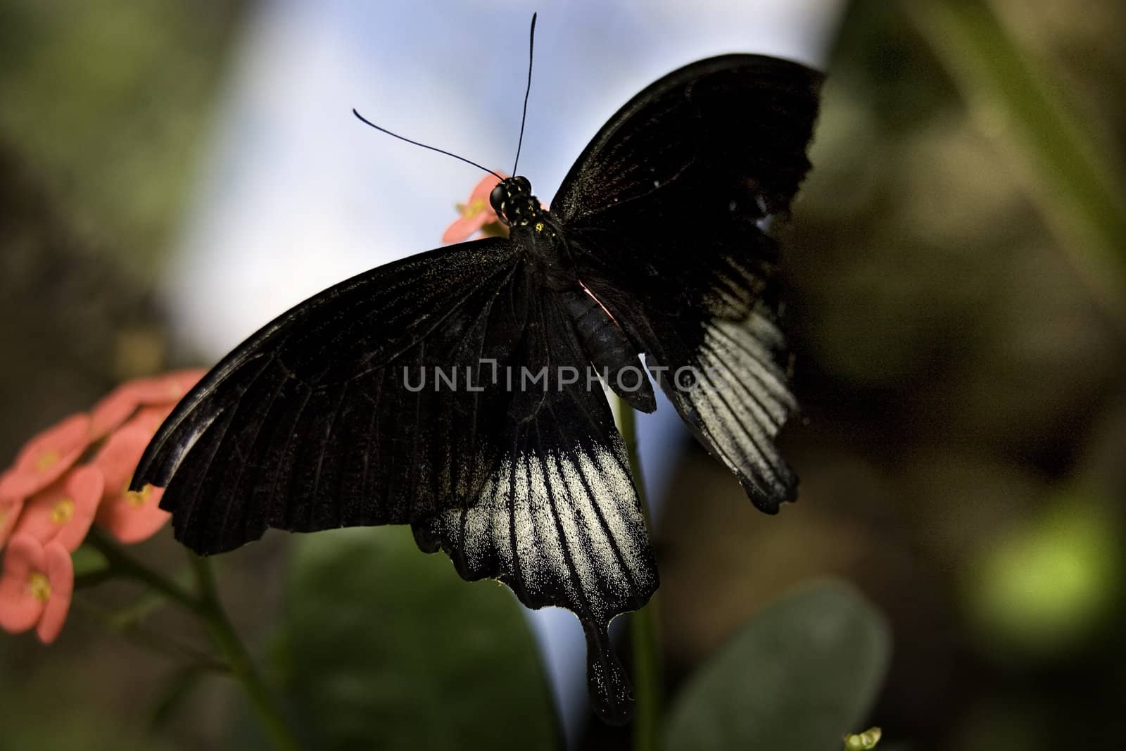 Scarlet Swallowtail Butterfly Male, White and Black Next to Pink Flower Papilizo

Resubmit--In response to comments from reviewer have further processed image to reduce noise, sharpen focus and adjust lighting.