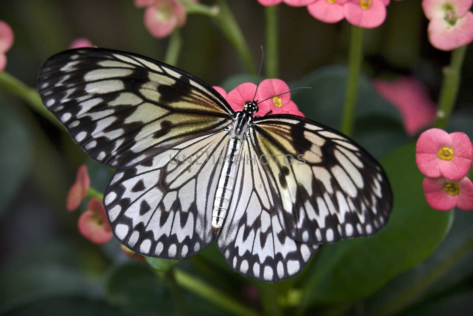 Rice paper Paper or Paper Kite Butterfly on Pink Flowers by bill_perry