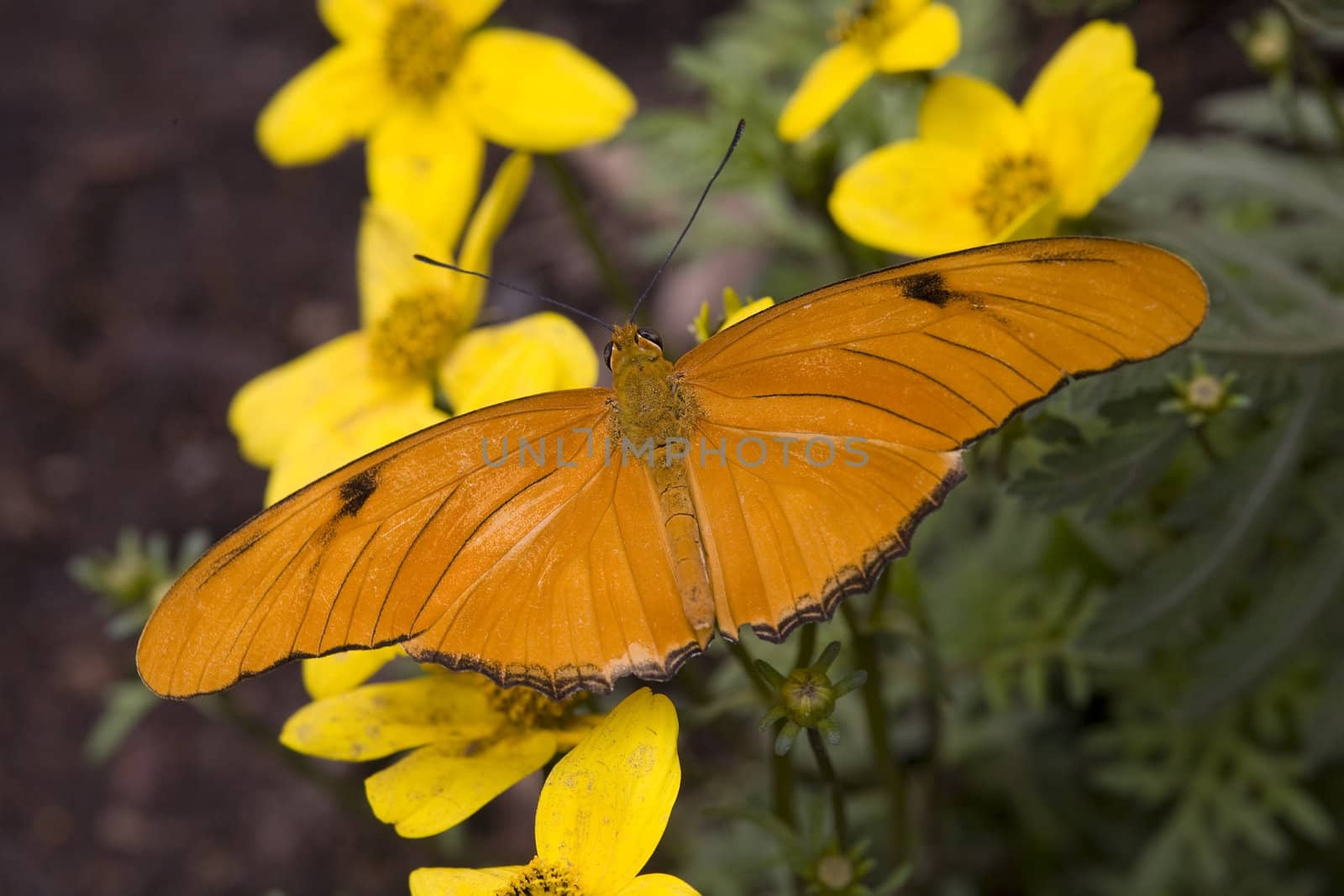 Bright Orange Julia Butterfly on Yellow Flowers by bill_perry