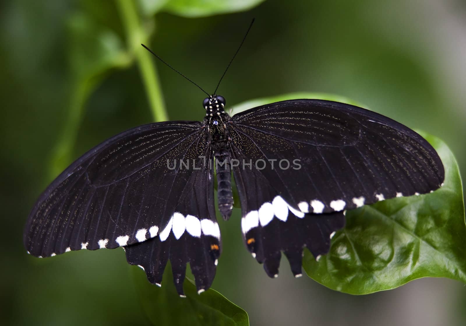 Black White Common Swallowtail Butterfly by bill_perry