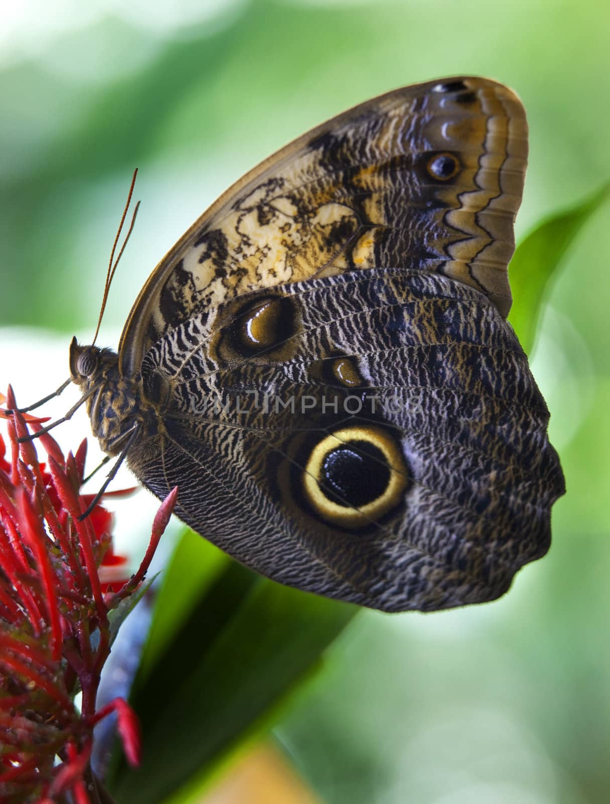 Owl Butterfly, Brassolidae, on bright red flower with wings folded

Resubmit--In response to comments from reviewer have further processed image to reduce noise, sharpen focus and adjust lighting.