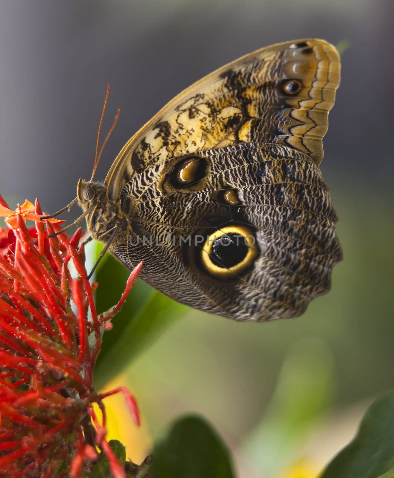 Owl Butterfly by bill_perry