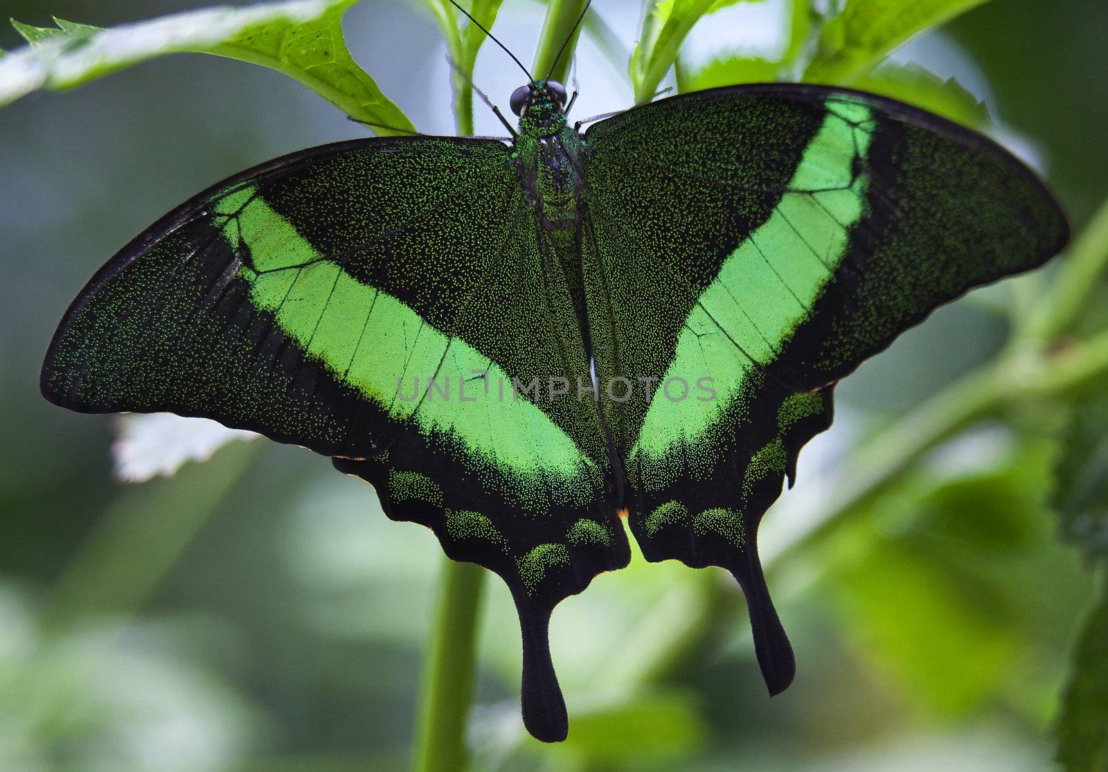 Green Banded Peacock Butterfly, Papilio Paliinuris, with wings outstretched Native to Phillipines and Malaysia

Resubmit--in response to comments from reviewer have further processed image to reduce noise, sharpen focus and adjust lighting.