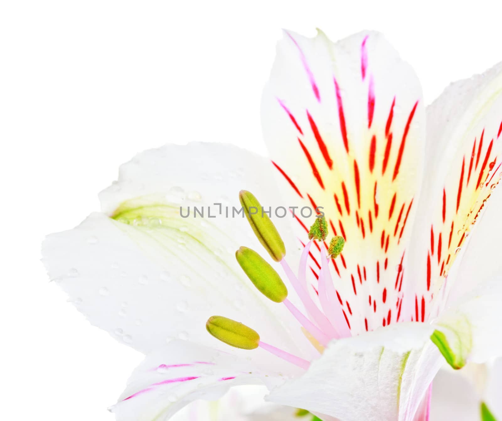 single white lily isolated on white background